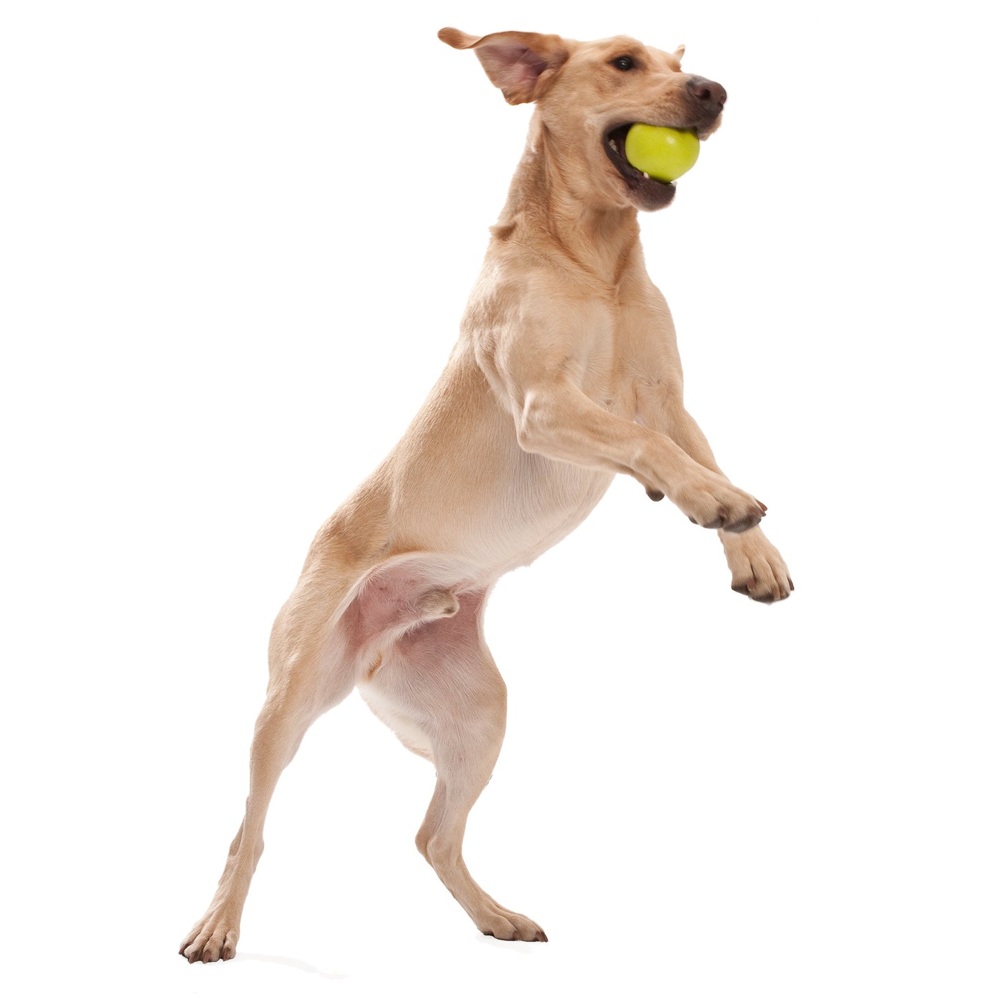 Jive Dog Ball Toy