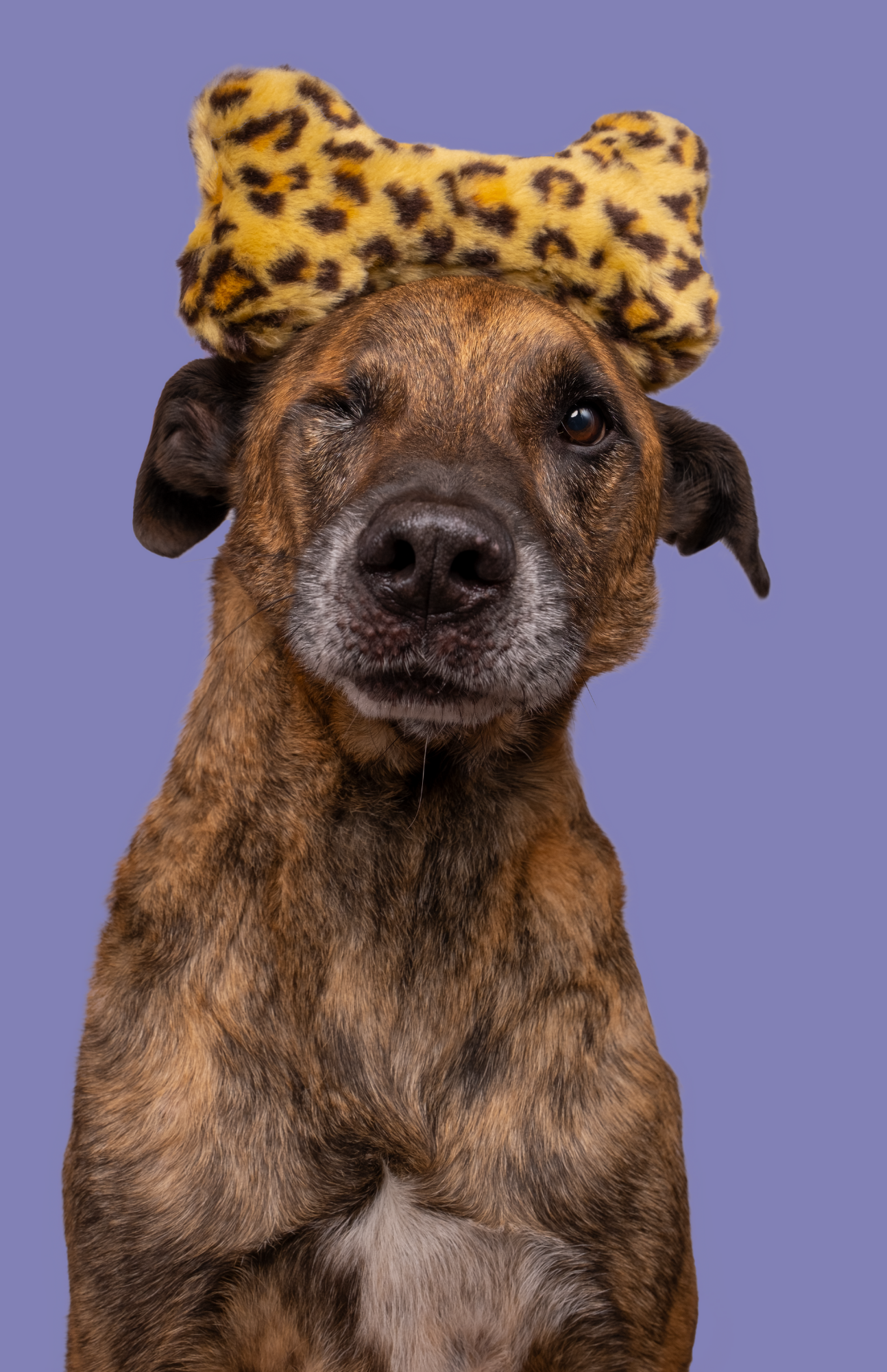 Fluff & Tuff Leopard Bone (S)