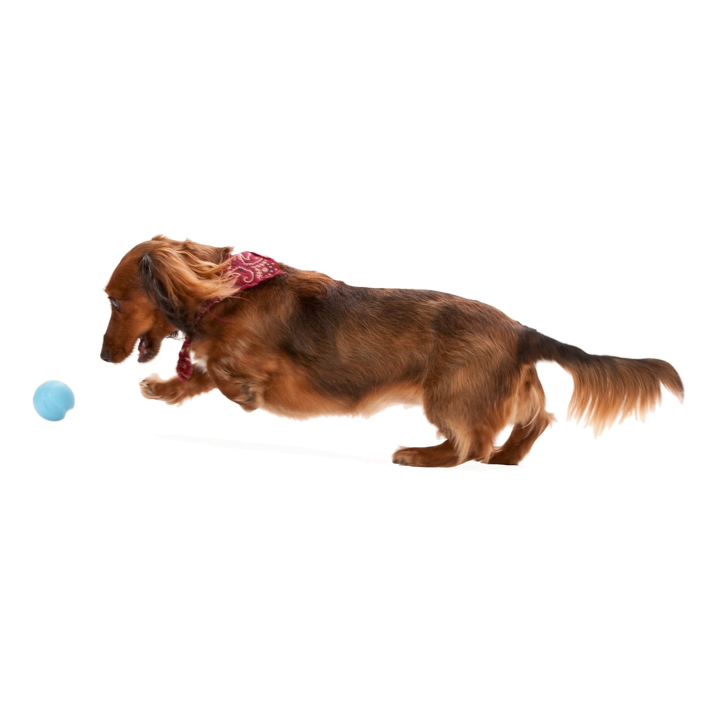 Jive Dog Ball Toy
